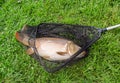 Carp in fishing net Royalty Free Stock Photo