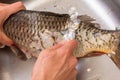 Carp food cooking and fish crucian cleaning, seafood