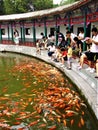 Carp, goldfish, lucky fish, sample of abundance in China.
