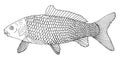 Carp hand drawn. Beautiful river fish with scales isolated on white background. Black and white. Vector illustration Royalty Free Stock Photo