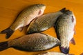 Carp has tasty dietary meat. Fishing carp great pleasure