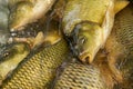 Head mirror carp and a few more fish close up, fishing, farm