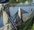 Carp on the hook, fishing on the lake shore, Voznice, Czech Republic Royalty Free Stock Photo