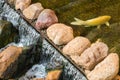 Carp or Koi fish in a natural stone pond.