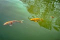 Carp koi yellow in water