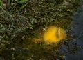 A carp making a nest in the pond Royalty Free Stock Photo