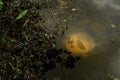 A carp making a nest in the pond Royalty Free Stock Photo