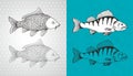 Carp and perch vector fish