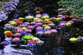 Carp Pond Artificial Water Lillies Shanghai Royalty Free Stock Photo