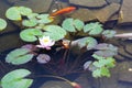 Carp in pond, colorful fish, asian lake