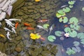 Carp in pond, colorful fish,  asian beautiful Royalty Free Stock Photo