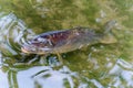 Carp, pond, fish, Koy Royalty Free Stock Photo