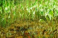 Carp Pond with Reeds