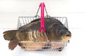 Carp raw fresh fish in the shopping basket on white Royalty Free Stock Photo