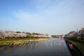 Carp streamer and Cherry tree Royalty Free Stock Photo