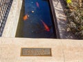 Carp swimming in the Acequia of The Alamo