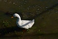 Carp and tame Pekin White Duck feeding in Flood Overflow, Canyon, Texas.
