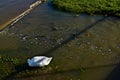 Carp and tame Pekin White Duck feeding in Flood Overflow, Canyon, Texas.