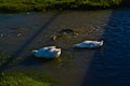 Carp and tame Pekin White Duck feeding in Flood Overflow, Canyon, Texas.