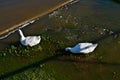 Carp and tame Pekin White Duck feeding in Flood Overflow, Canyon, Texas.