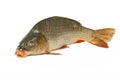 Carp is traditional Czech christmas food. Carp has tasty dietary meat.