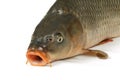 Carp is traditional Czech christmas food. Carp has tasty dietary meat.