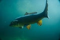 Carp under water image, fish photography, under water photography, austrian lake wildlife