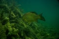 Carp under water image, fish photography, under water photography, austrian lake wildlife