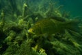 Carp under water image, fish photography, under water photography, austrian lake wildlife