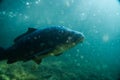 Carp under water image, fish photography, under water photography, austrian lake wildlife