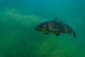 Carp under water image, fish photography, under water photography, austrian lake wildlife