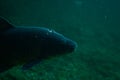 Carp under water image, fish photography, under water photography, austrian lake wildlife