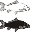 Carp, vector illustration