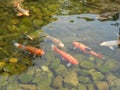 Carpa Koi Fish swimming in a pond