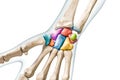 Carpal bone labeled with colors with body 3D rendering illustration isolated on white with copy space. Human skeleton, hand and