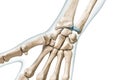 Carpal bones close-up with body contours 3D rendering illustration isolated on white with copy space. Human skeleton, hand and Royalty Free Stock Photo