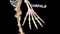 Carpals Bones of Human Hand Royalty Free Stock Photo