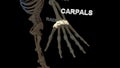 Carpals Bones of Human Hand