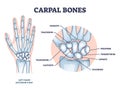 Carpal bones with hand palm skeletal structure and anatomy outline diagram Royalty Free Stock Photo