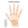 Carpal bones. Human hand anatomy Royalty Free Stock Photo