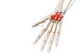 Carpals bones in red color with body 3D rendering illustration isolated on white with copy space. Human skeleton, hand and wrist