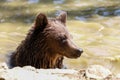 Carpathian bear having a swim in the summer Royalty Free Stock Photo