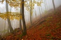 Carpathian beech forest, Slovakia. Royalty Free Stock Photo