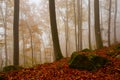 Carpathian beech forest, Slovakia. Royalty Free Stock Photo