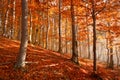 Carpathian beech forest, Slovakia.