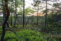 Carpathian birchwood of Black Moor in Rhoen, Germany, by sunset