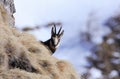 Carpathian chamois in Bucegi Mountains