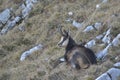 Carpathian chamois resting Royalty Free Stock Photo