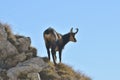 Carpathian chamois resting Royalty Free Stock Photo