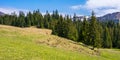 Carpathian countryside springtime Royalty Free Stock Photo